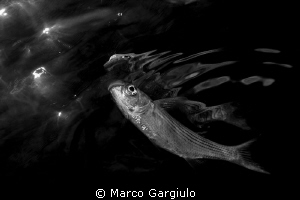 Mugil cephalus reflection by Marco Gargiulo 